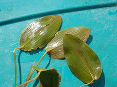 Potamogeton natans