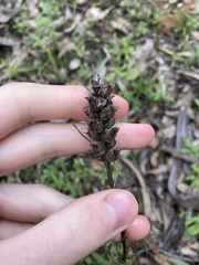Bellardia trixago