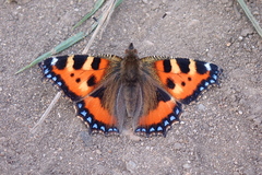 Aglais urticae