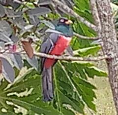 Trogon