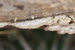 Phlebiopsis crassa