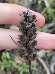 Bellardia trixago