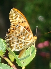 Argynnis hyperbius hyperbius