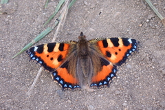 Aglais urticae