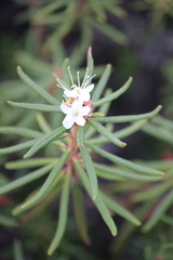Rhododendron tomentosum