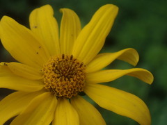 Heliopsis