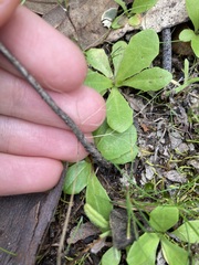 Bellardia trixago