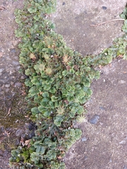 Marchantia polymorpha ruderalis