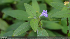 Ruellia squarrosa