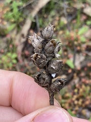 Bellardia trixago