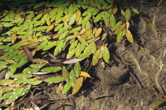 Potamogeton