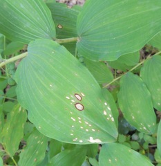 Phyllosticta convallariae