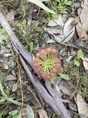 Drosera