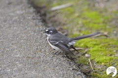 Rhipidura albiscapa
