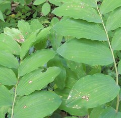 Phyllosticta convallariae