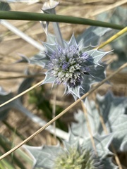 Eryngium maritimum