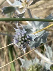 Eryngium maritimum