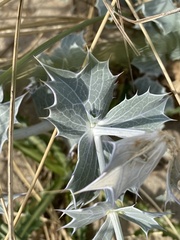 Eryngium maritimum