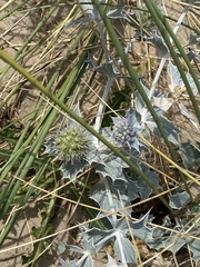 Eryngium maritimum