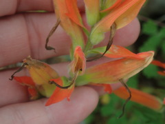 Castilleja patriotica