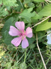 Althaea cannabina