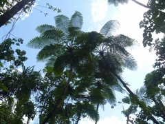 Cyathea lunulata