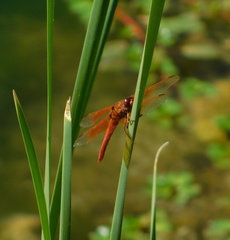 Libellula saturata