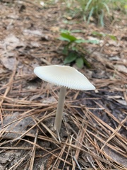 Amanita vaginata