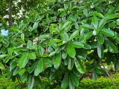 Acradenia frankliniae