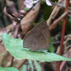 Arhopala japonica