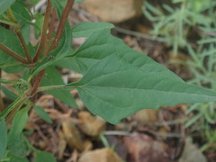 Heliopsis