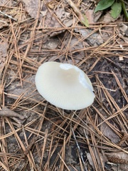 Amanita vaginata