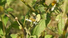Augochloropsis tupacamaru