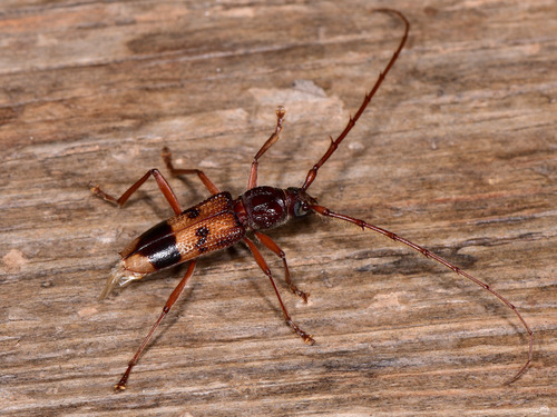 Lesser Eucalyptus Longhorn Beetle