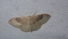 Idaea degeneraria