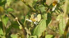 Augochloropsis tupacamaru