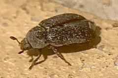 Dermestes