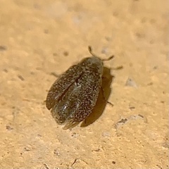 Dermestes