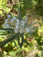 Anaphalis margaritacea