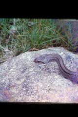 Zamenis scalaris