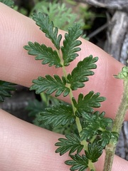 Acaena echinata