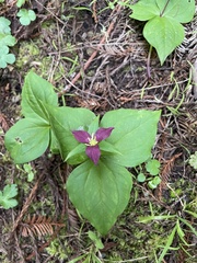 Trillium ovatum