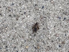 Eunemobius carolinus