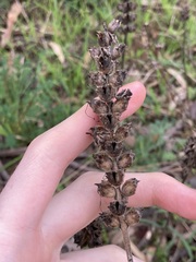 Bellardia trixago