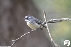 Rhipidura albiscapa