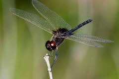 Macrodiplax balteata