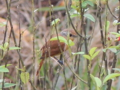 Pachyramphus castaneus