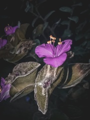 Tradescantia