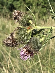 Cirsium eriophorum