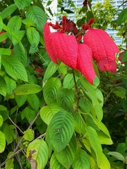 Mussaenda erythrophylla